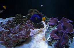 Siam Ocean World Bangkok_3253.JPG